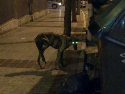 Por fin, rescatado!! Galgo con la pata destrozada.MUY URGENTE!! (Sevilla)