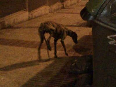 Por fin, rescatado!! Galgo con la pata destrozada.MUY URGENTE!! (Sevilla)