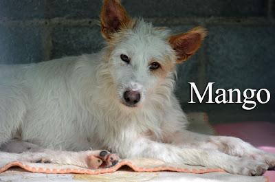 MANGO, un vagabundo rescatado. ¡Dale una oportunidad! Arca Noe Córdoba.