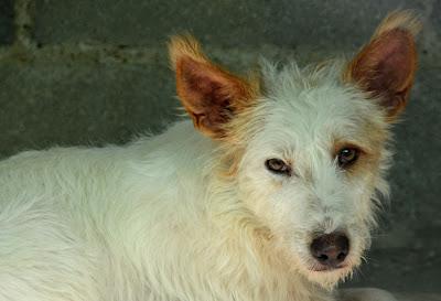 MANGO, un vagabundo rescatado. ¡Dale una oportunidad! Arca Noe Córdoba.
