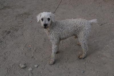 Teo, prioridad absoluta por sus 10 años y su ceguera.