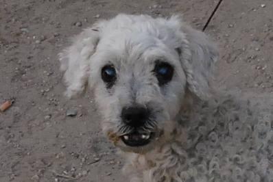 Teo, prioridad absoluta por sus 10 años y su ceguera.