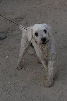 Teo, prioridad absoluta por sus 10 años y su ceguera.