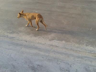 PODENCO BEBÉ EN GRAVE PELIGRO EN UNA CALLE DE CÓRDOBA. ¡¡SOS, URGENTÍSIMO!!!