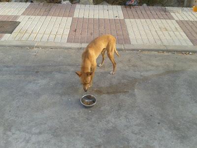 PODENCO BEBÉ EN GRAVE PELIGRO EN UNA CALLE DE CÓRDOBA. ¡¡SOS, URGENTÍSIMO!!!