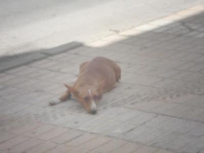 PODENCA PREÑADA EN LA CALLE, CORRE PELIGRO DE MUERTE. (JAEN)