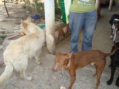 PODENQUITO CON ATAQUES EPILÉPTICOS, SE NECESITA ACOGIDA URGENTE!!! VALENCIA.