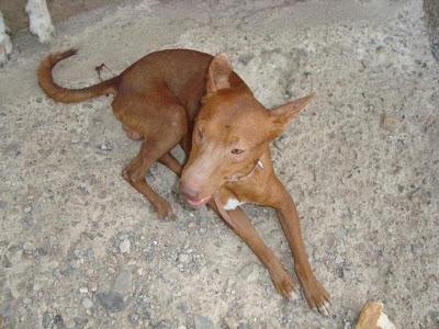 PODENQUITO CON ATAQUES EPILÉPTICOS, SE NECESITA ACOGIDA URGENTE!!! VALENCIA.