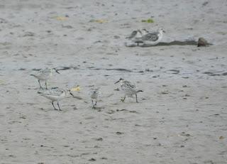 Unas jornadas para concienciar