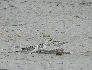 Unas jornadas para concienciar