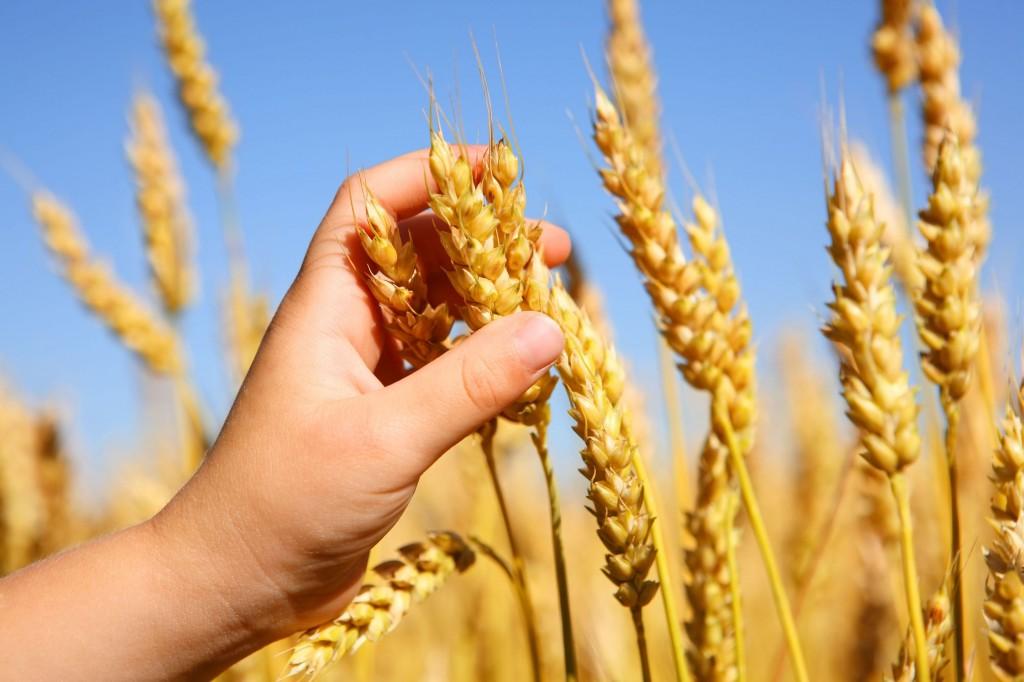 Lactancia materna y niños celiacos