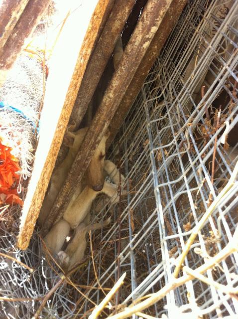 Luz galguita en estado de shock, días atrapada en unos escombros. URGENTE ACOGIDA!!