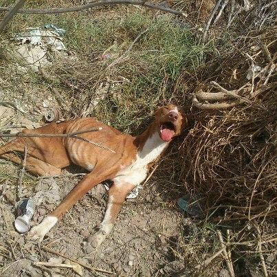 Foto: EL COLMO DE LA BAJEZA DEL SER HUMANO , es tener un ayuntamiento sin ningun servicio de recogida de animales , que personas particulares llamen llorando y pidiendo ayuda por un pobre animal atropellado Y VIVO, y manden al servicio de recogida de basura, los cuales al ver al animal vivo LO HAN DEJADO ALLI AGONIZANDO, ante la mirada atonita de la chica que llamo, ahora mismo lo estan trayendo de camino al veterinario(30 km) y ya veremos como podremos afrontar todo esto , parece ser que tiene los cuartos traseros destrozados, pero claro como aun respira no pueden hacer nada por el......VERGÜENZA DE SER DE LA MISMA ESPECIE , una vez mas nos vemos obligados a solicitar ayuda para poder afrontar todos los gastos veterinarios y si alguien puede ser casa de acogida porfavor necesitara tranquilidad, esperamos que se salve PERO SEGURO QUE NO ES GRACIAS A LA GESTION DE SU MUNICIPIO, aunque si de su gente que llora y sufre ver cosas como estas a diario  UNICAJA - 2103 / 5011 / 11 / 0030006775 IBAN : 77 2103 5011 11003000 6775 SWIFT BIC CODE: UCJAES2M