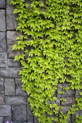 El tipo correcto de Ivy para plantar cerca de una pared