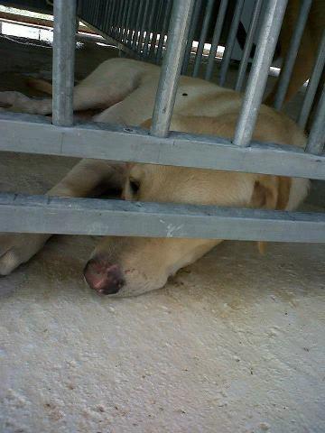 LABRADOR EN LA PERRERA DE MURCIA, LO SACRIFICAN EN BREVE...