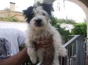 Colabora siendo casa acogida necesitamos urgentisimo‏!!