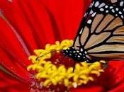 Reflexion Mariposa Flor