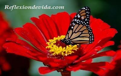 Reflexion – La Mariposa y La Flor