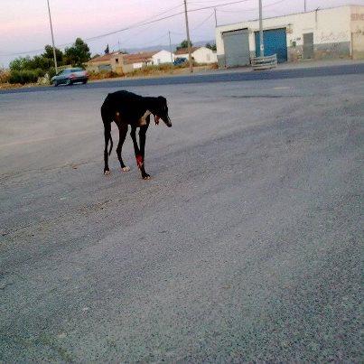 Foto: Hola!! me llega este aviso de una chica, hay un galgo abandonado con la pata delantera herida y muy asustadizo en un pueblo de Murcia, necesita urgente una casa de acogida o acogida por alguna Asociación,nosotros no podemos con más animales, no tenemos ni un hueco!!! No sabemos que edad puede tener ya que aún no han podido acercarse totalmente a él, le ponen comida todos los días y agua. En las fotos aparecen también otros perretes que tambien están abandonados, seria genial que también encontrasemos algo para ellos!!!! Por favor ayudarme a difundir a tope, hay que sacar a estos animales de la calle!!!! En cuanto me manden más fotos actualizaré. CONTACTO. virjovi@gmail.com
