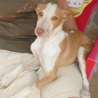 Foto: KIMBO  Kimbo es un podenquito entrañable....sus ojitos están tristes,su vida no ha debido ser nada buena...  Cuando te acercas a él y le acaricias,sus preciosos ojitos claros se iluminan,te mira con tanto amor que te lo comerias a besos!  Si lo ves,te vas a enamorar de él....es una monada!  Raza: Podenco egipcio Sexo: Macho Tipo: Machos en adopción.  Castrado: Si Edad: 01/03/2010  Peso: 6 Kilos  Se entregan vacunados,desparasitados,esterilizados y con microchip. Contrato de adopción y posterior seguimiento.  Estamos en Alhaurin de la Torre (Málaga)  www.refugioparquedelduque.com www.facebook.com/refugioparquedelduque info@refugioparquedelduque.com Tlf: 639 038 064