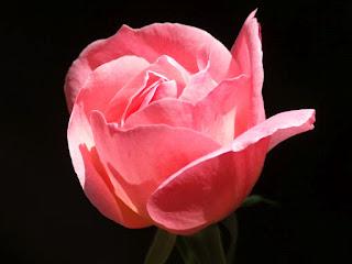 Desmaquillándonos la cara con “Carla Bulgaria Roses Beauty”