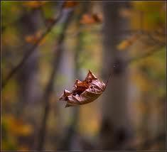 Las hojas no caen, se sueltan….