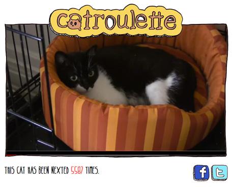 Catroulette