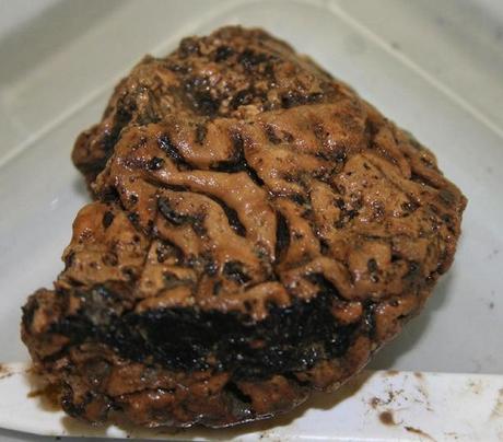 Un Cerebro de 2600 años (Mira esto!)