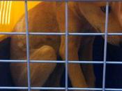 Rayo, galguito meses adopción. (Almeria)