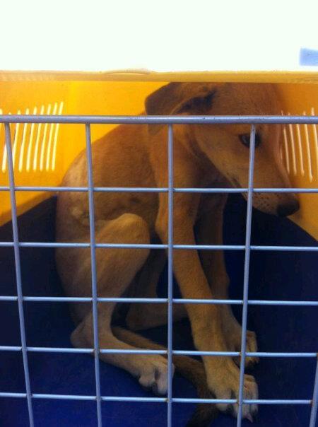 Rayo, galguito de 3 meses en adopción. (Almeria)