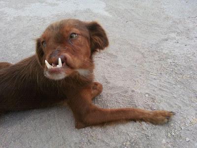 Vida vagaba solita en lamentables condiciones.