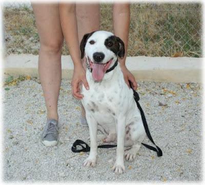 ANGEL‏ BUSCA EL HOGAR QUE SE MERECE.