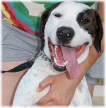 ANGEL‏ BUSCA EL HOGAR QUE SE MERECE.