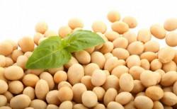 ¿Qué son y para qué sirven los fitoesteroles?