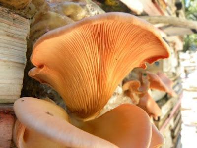 Jardín de la Connaissance