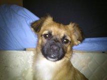 JACKO, SE MUDAN Y NO PUEDEN LLEVARSELO. ES MUY URGENTE!!!