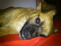 JACKO, SE MUDAN Y NO PUEDEN LLEVARSELO. ES MUY URGENTE!!!