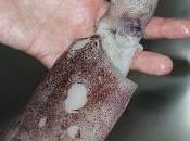 Como limpiar calamar "paso paso"