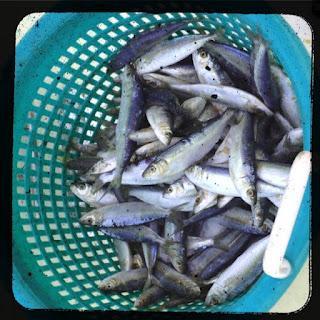 El Anisakis. la Anisakiasis y la alergia al Anisakis El Anisakis. la Anisakiasis y la alergia al Anisakis