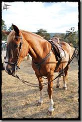 Covaleda_Caballos (6) Covaleda_Caballos (6)