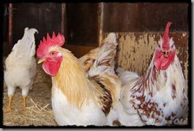 Covaleda_Gallinas (1) Covaleda_Gallinas (1)