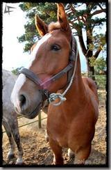 Covaleda_Caballos Covaleda_Caballos