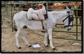 Covaleda_Burros (3) Covaleda_Burros (3)