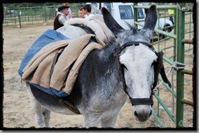 Covaleda_Burros (4) Covaleda_Burros (4)