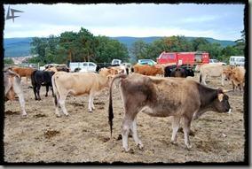 Covaleda_Vacas (5) Covaleda_Vacas (5)