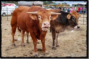 Covaleda_Vacas (1) Covaleda_Vacas (1)