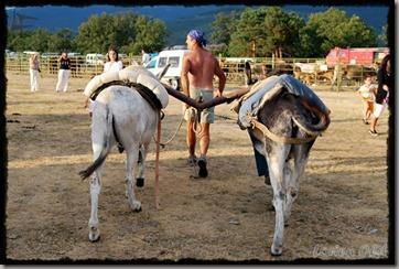 Covaleda_Burros (2) Covaleda_Burros (2)