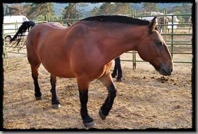 Covaleda_Caballos (5) Covaleda_Caballos (5)