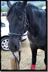 Covaleda_Caballos (10) Covaleda_Caballos (10)