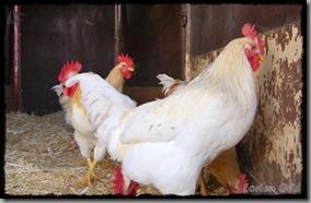 Covaleda_Gallinas (2) Covaleda_Gallinas (2)